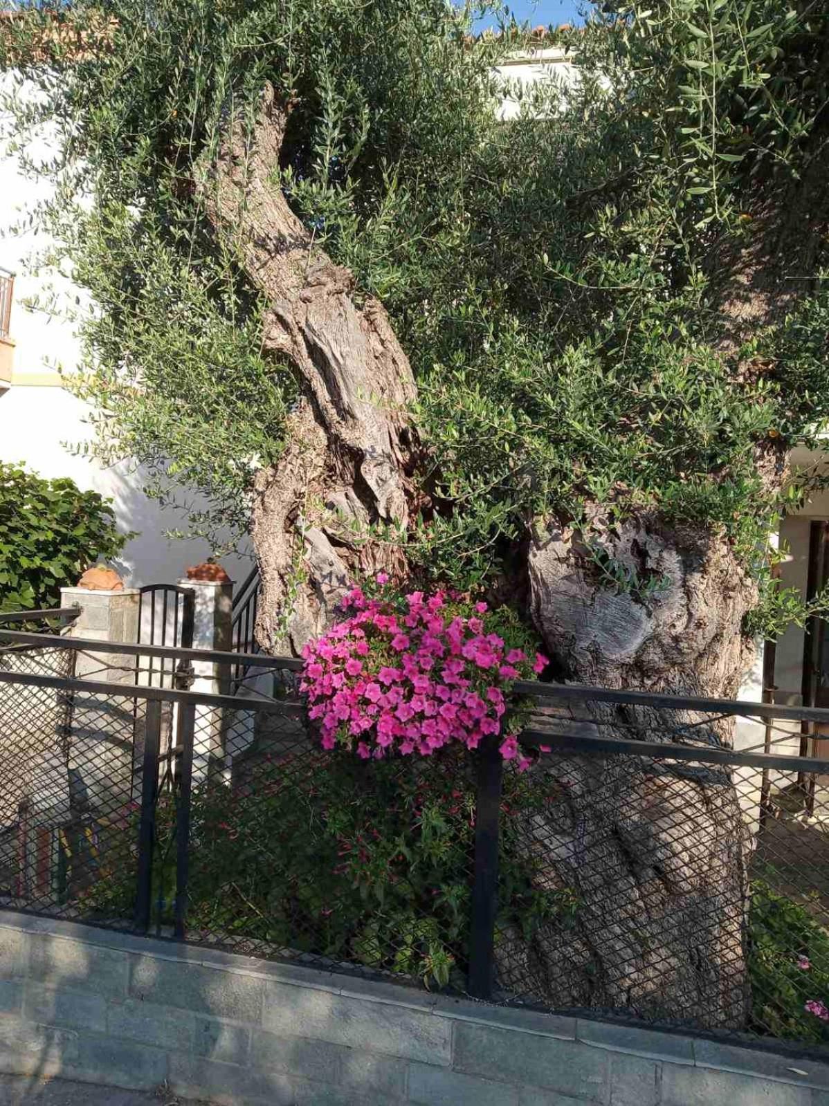 Aegean Balcony Βίλα Σκάλα Καλλιράχης Εξωτερικό φωτογραφία